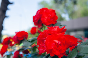 red flowers in the park