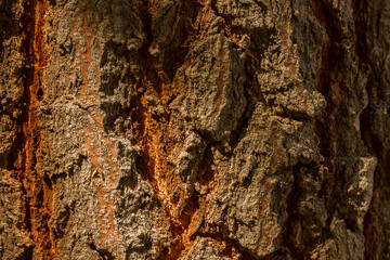 Bark texture pattern background,Bark of the tree,Cracking of tree bark