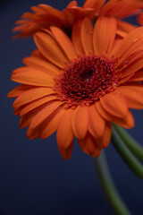 orange gerber daisy