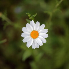 Flor margarita o Bellis perennis. Flor aislada y enfocada