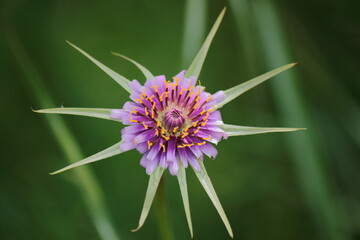 Passiflora de color violeta. Passifloraceae. Sierra de Guadarrama
