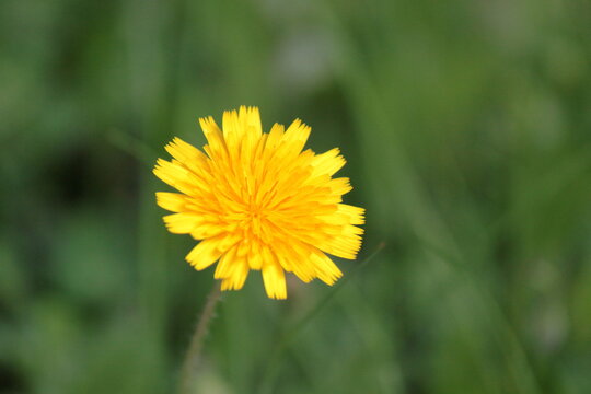 Taraxacum officinale,, diente de le&oacute;n o achicoria amarga