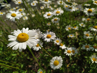 White petals Marguerite chamomile flowers in full blow in spring for bumblebees in summer as beautiful daisy flower pollination freshness and organic herbs in tranquil situation on a shiny summer day
