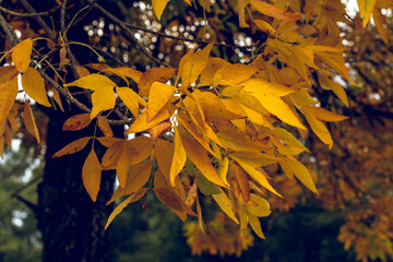 Beautiful orange and golden fall or autumn leaves
