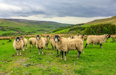 Obraz premium A fine flock of curly horned Swaledale rams or Tups in the Yorkshire Dales, Uk. Leading tup has his tongue out. Scenic Dales background. Horizontal. Space for copy.