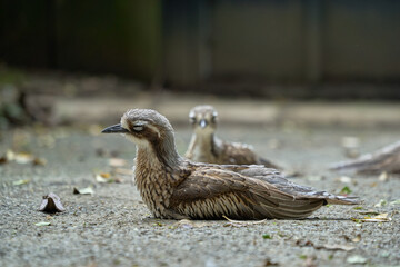 Two bush stone-curlew on the ground (sideways and front)