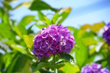 鮮やかな赤紫色の紫陽花の花