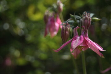 pink flower bell