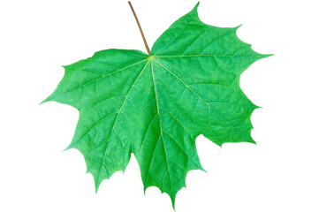 green maple leaf isolate on white background