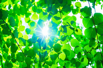 Renewable energy sun light for green society