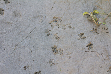 
Brown rat (Rattus norvegicus), footprint in the mud, concept tracks and signs.



Brown rat (Rattus norvegicus), footprint in the mud, concept tracks and signs.





