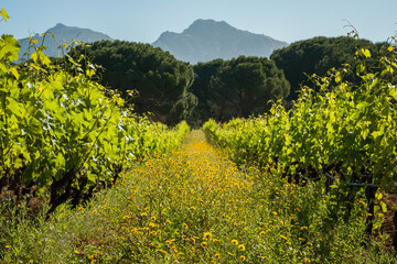Wild flowers in between vines in Corsica
