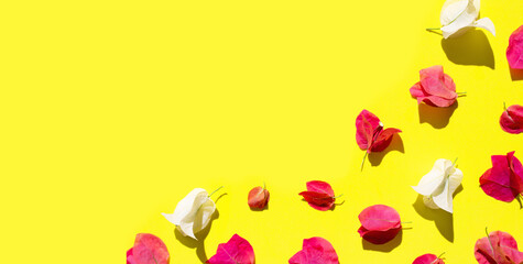 Beautiful red and white bougainvillea flower on yellow background.