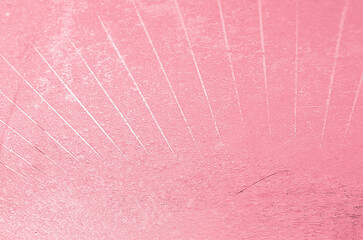 pink texture ice background