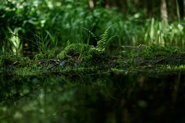 fern, gren, nature, grass, leaf, forest, swamp
