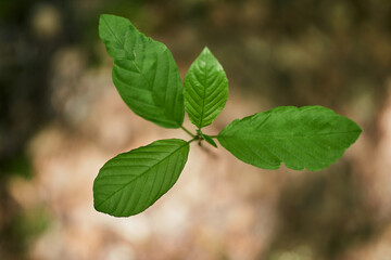 leaf, gren, nature, grass, forest