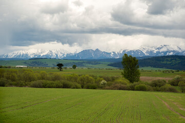Fototapeta premium Green valley in the spring. Meadow and field with trees