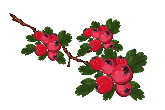 Wei&szlig;dorn, Ast mit Wei&szlig;dornbeeren und Bl&auml;ttern auf wei&szlig;em Untergrund als Illustration