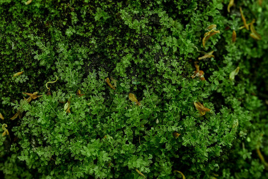 gren, nature, grass, leaf, forest