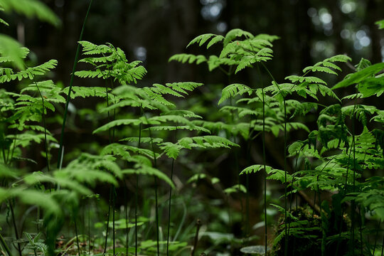fern, gren, nature, grass, leaf, forest, swamp
