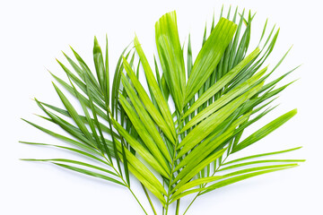 Green leaves of palm tree on white background.