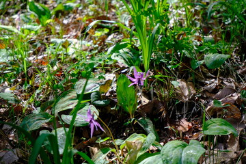 カタクリの花　千葉県　泉自然公園