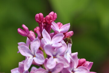 Fototapeta na wymiar close up of a blooming summer lilac