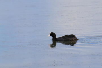 black coot on a lake