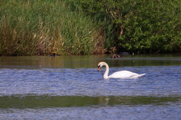 Swan on a lake
