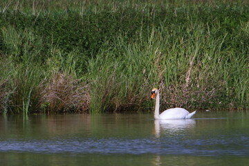 Swan on a lake