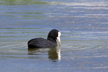 black coot on a lake