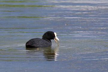black coot on a lake