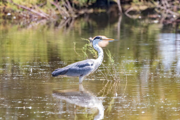 Gray heron - Ardea cinerea - in the natural area of Marismas del Odiel, Huelva, Andalusia, Spai