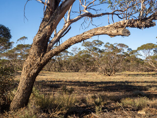 Fototapeta na wymiar Eucalyptus tree framing Mallee Scrub in the background