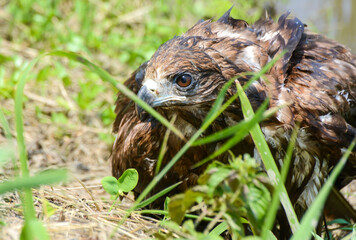 能登島のイヌワシ