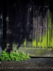 wall