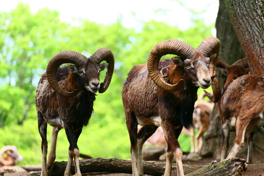 Mufflons