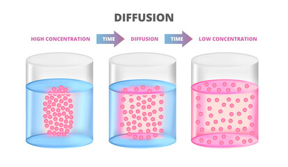 Vector scientific scheme of diffusion isolated on a white background. Movement of molecules and atoms from an area of higher or high concentration to an area of lower or low concentration. 