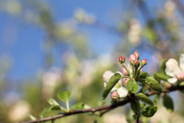 white-pink flowers and green leaves on the branches of an apple tree. spring blooming gardens