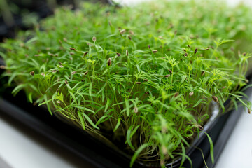 selective focus. dill microgreens in container. Sprouting Microgreens. Seed Germination at home....