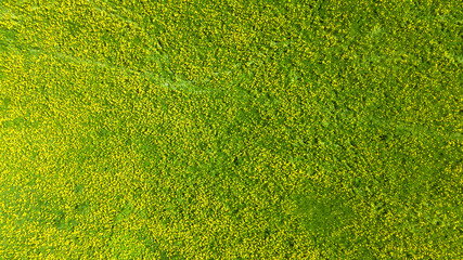 Top down view of yellow dandelions field. spring rural landscape. aerial photo from flying drone - 436463482
