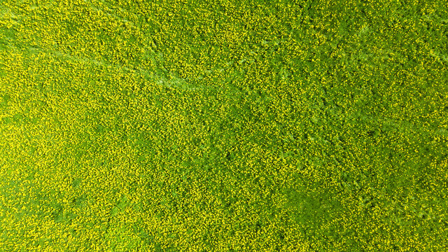 Top down view of yellow dandelions field. spring rural landscape. aerial photo from flying drone