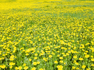 Obraz premium Dandelion in green grass. Beautiful spring panoramic shot with a dandelion meadow. Field of dandelions