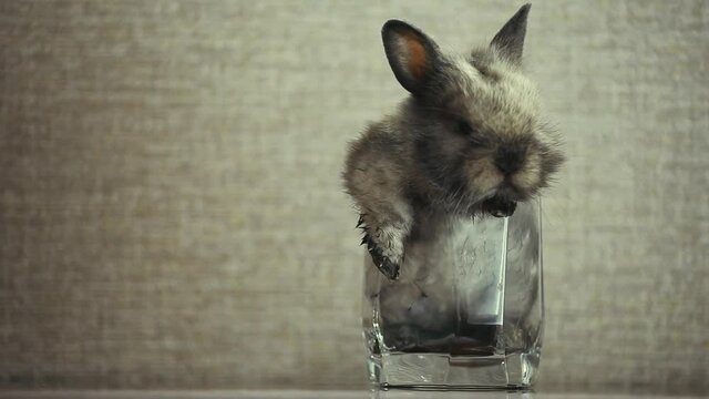 footage of rabbit animal glass 