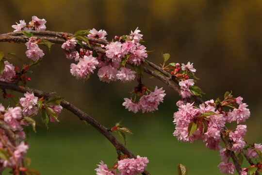 Prunus serrulata Kiku-shidare-zakura. Overhanging shrub pink in bloom. Detail of flowers.
