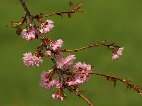 Prunus serrulata Kiku-shidare-zakura. Overhanging shrub pink in bloom. Detail of flowers.