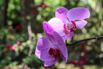purple orchid flower