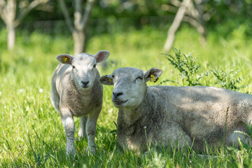 Organic sheep, with their kid, lie in the grass, enjoying the heat.
