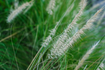 Spring flower in the meadow,spring nature background