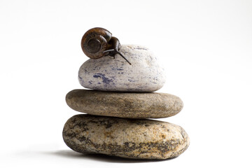 Grapevine snail on stack of spa stones against white background